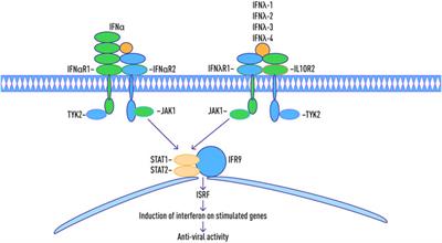 A Role of Variance in Interferon Genes to Disease Severity in COVID-19 Patients